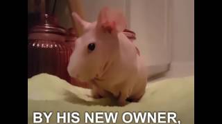 Hairless guinea pig goes from abandoned to internet famous [upl. by Fidelity]