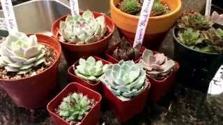 Echeveria vs Sempervivum vs Aeonium vs Graptopetalum vs Graptoveria [upl. by Evad]