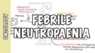 Neutrophils in hindi  immune cell  immunology lecture  neutrophils structure and function [upl. by Ainoval]