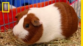 Guinea Pigs Aren’t Actually Pigs … or From Guinea  National Geographic [upl. by Martainn285]