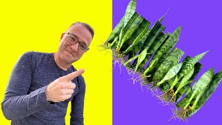 Secrets to Snake Plant Propagation How to Propagate Sansevieria [upl. by Allak]