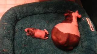 Hairless guinea pig in labor cute baby [upl. by Grizel]