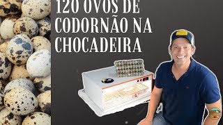 120 ovos de codornão na chocadeira automática [upl. by Wernher52]