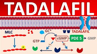 Tadalafil  Mechanism side effects precautions amp uses [upl. by Joaquin]