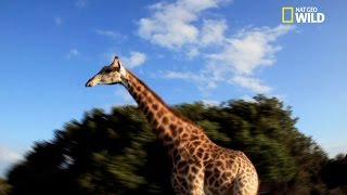 Une girafe poursuit des touristes [upl. by Suravart]