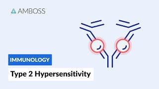 AntibodyDependent CellMediated Cytotoxicity Type II Hypersensitivity Reaction [upl. by Aronas]