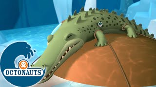 Octonauts  Le crocodile grincheux  Dessins animés pour enfants [upl. by Rosol]