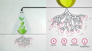 Foliar Feeding  Highly Effective Plant Nutrition [upl. by Edmunda474]