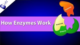 How Enzymes Work [upl. by Rosamund]