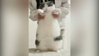 Cat Dancing Wop Original Meme Template [upl. by Mall]