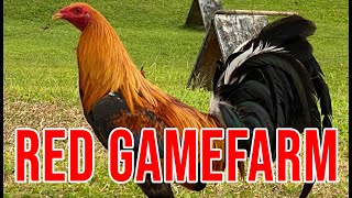 RED GAMEFARM [upl. by Adnamal]