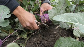 Growing Kohlrabi [upl. by Sousa]