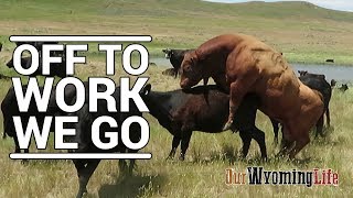 Putting Bulls In With The Cows on the Ranch [upl. by Enitsej]