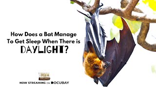 How does a bat manage to get sleep when there is daylight Watch Sleeping in Nature Only On DocuBay [upl. by Adekram725]