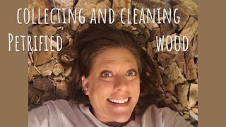 Finding Petrified Wood Collecting Cleaning and Show amp Tell [upl. by Dace]