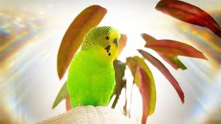 Budgie singing for 1 Hour Happy song [upl. by Hedi]