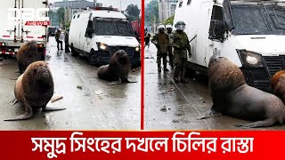 বিক্ষোভে রাস্তায় সীল মাছ  DBC NEWS Special [upl. by Nirhtak]