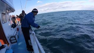 Block Island sea bass and blackfish party boat fishing [upl. by Auqenes]