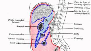 Peritoneal Cavity  Part 1  Anatomy Tutorial [upl. by Charis]