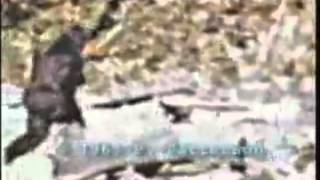 Bigfoot caught on tape Patterson footage stabilized [upl. by Rigdon27]