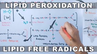 Mechanism of Lipid Peroxidation [upl. by Nakah]