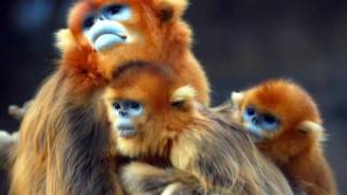 The Golden Monkey Endangered [upl. by Hoyt]