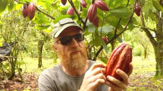 Making Chocolate Cacao Tree To Chocolate Bar [upl. by Ayifas]