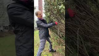 How Do You Prune An Overgrown Yew Shrub [upl. by Aynad]