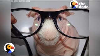 Naked Guinea Pig Loves Modeling for Mom  The Dodo [upl. by Brockwell]