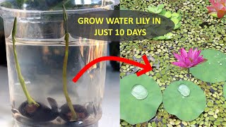 Water Lily  How to Grow Water Lily from seed  Grow Lotus Plant at Home  10 Days Update [upl. by Ayyn]