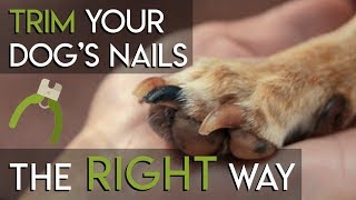 Cushings Disease in Dogs Natural Treatment [upl. by Rame]