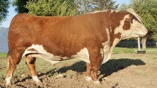 Hereford Bull [upl. by Asserat]