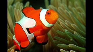 Focus on Species Clownfish aka anemonefish [upl. by February849]