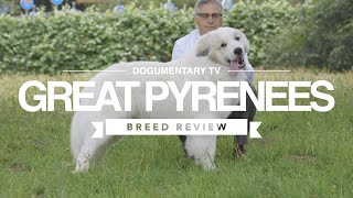 GREAT PYRENEES BREED REVIEW [upl. by Aroc169]