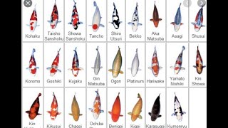 Koi Variety Guide 2021 [upl. by Bree]