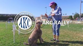 AKC Rally®  Intro to Dog Sports [upl. by Tahp]