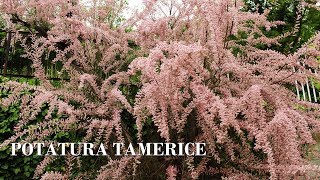 Potatura tamerice pruning tamarix gallica [upl. by Aitret]