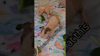 Baby hairless Guinea pigs [upl. by Einegue]