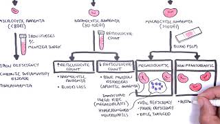 Anaemia anemia  classification microcytic normocytic and macrocytic and pathophysiology [upl. by Alyek]