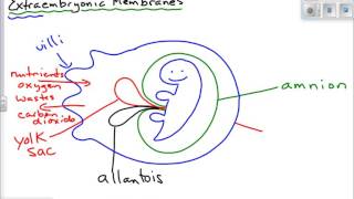 Extraembryonic Membranes [upl. by Atilrak]