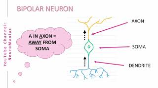 NEUROSCIENCE STRUCTURAL TYPES OF NEURONS – UNIPOLAR BIPOLAR MULTIPOLAR PSEUDOUNIPOLAR [upl. by Nhabois470]