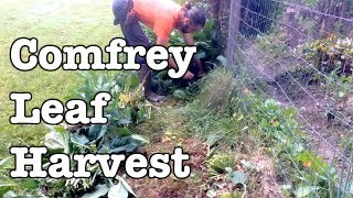 Comfrey  Leaf Harvest and Stacking Function [upl. by Llesig]