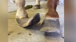 EXTREMELY Long Horse Hooves get TRANSFORMATION [upl. by Kippy]