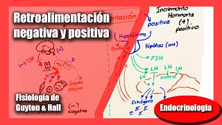 Retroalimentación negativa y positiva  Fisiología de Guyton amp Hall Andrés Samaniego [upl. by Llerrom]