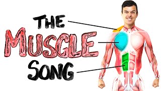 The Muscle Song Memorize Your Anatomy  SCIENCE SONGS [upl. by Litnahc]