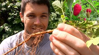 How to Propagate and Multiply Raspberry Plants [upl. by Erdman]