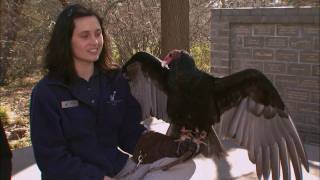 Cool Critters Turkey Vultures  KQED QUEST [upl. by Ahsinert]