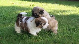 Shih Tzu Puppies For Sale [upl. by Ume]