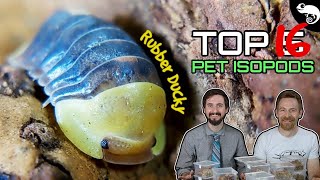 Top 5 Pet Isopods oh make that 16 [upl. by Bernetta610]