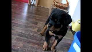 Funny Barking Rottweiler Puppy [upl. by Estas]